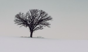 Loner Tree